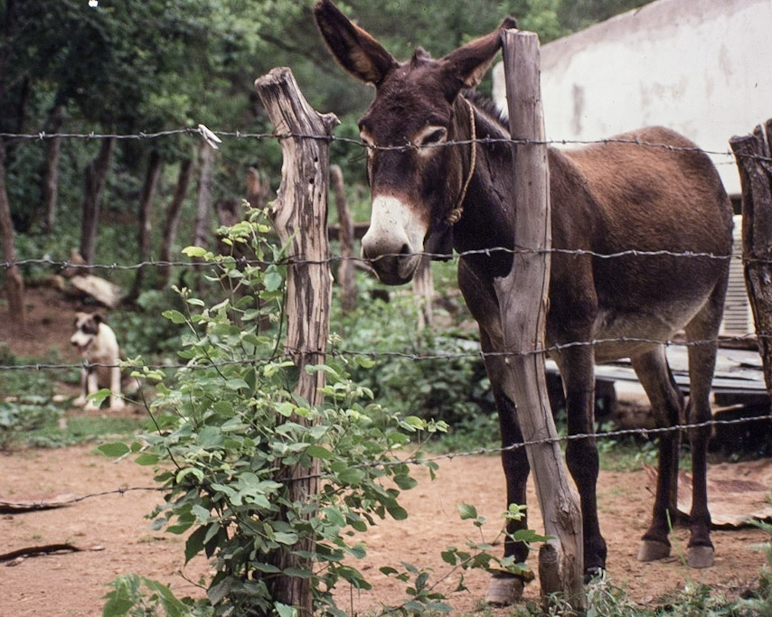 colour photo of a donkey behind barbwire with a dog in background