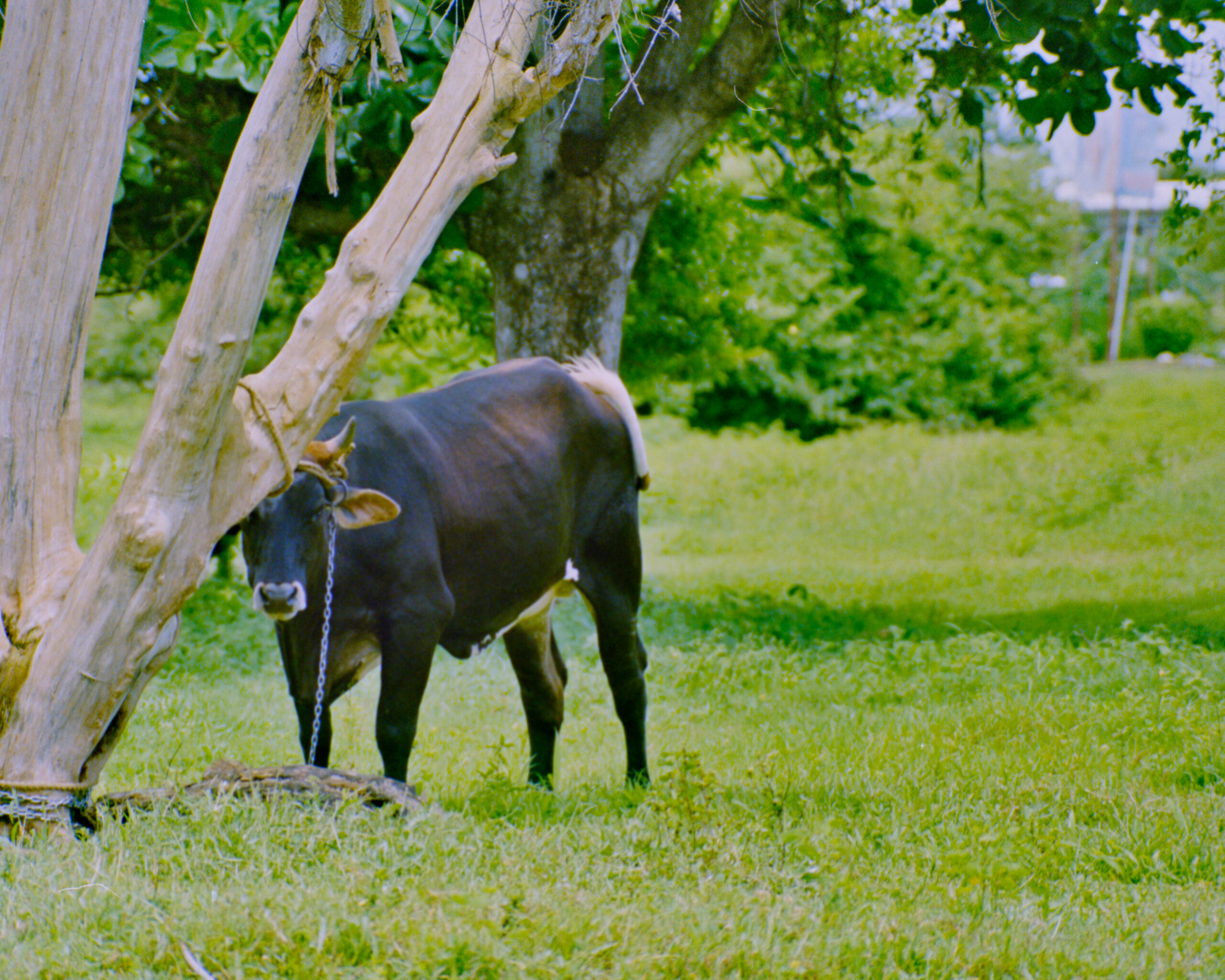 colour photo of a large bull standing while chained to a tree