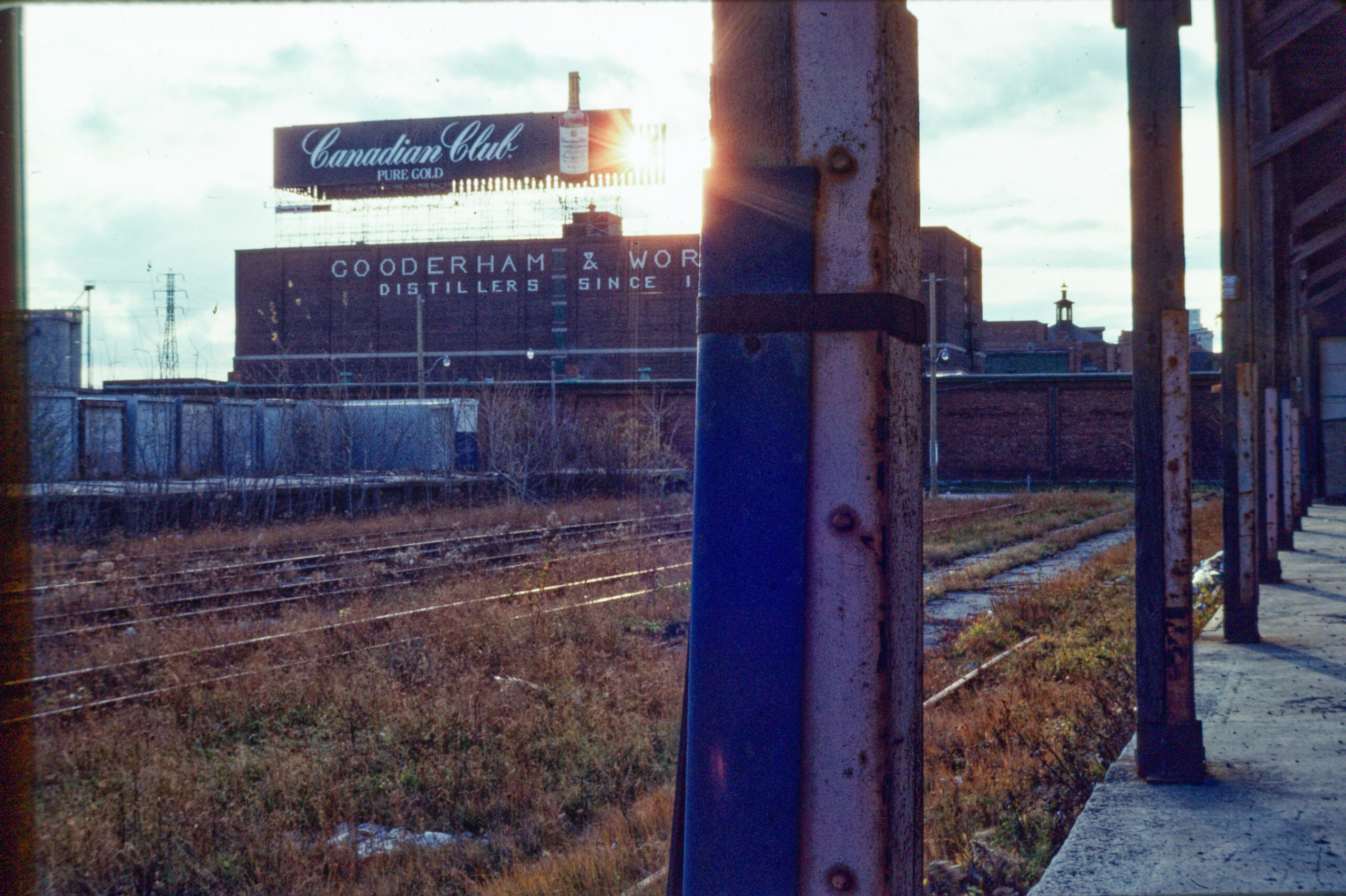 colour photo of sun shining on overgrown industrial lot with historic distillery buildings in background.